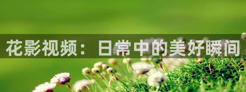 麦田视觉摄影：花影视频：日常中的美好瞬间