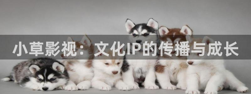 石家庄麦田汽车电影院影讯：小草影视：文化IP的传播与成长